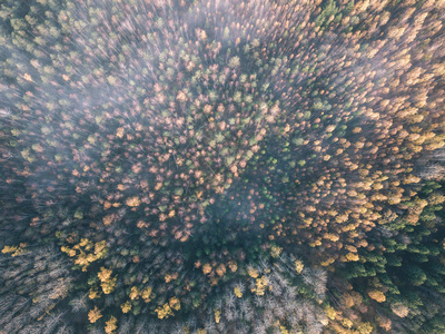 无人机图像。 秋天农村地区的鸟瞰图，上面有黄色和红色的树木。 拉脱维亚的一天，五彩缤纷，秋天，老式的老电影，看起来。
