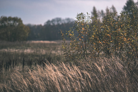秋天明亮的黄色桦树叶子和树枝。 质感自然背景复古老电影