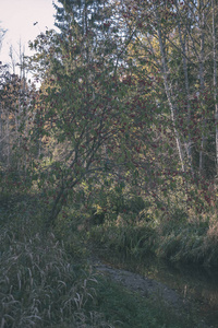 秋天的彩色树木和树叶在公园里靠近水体的树枝上。 乡村景色看老式老电影
