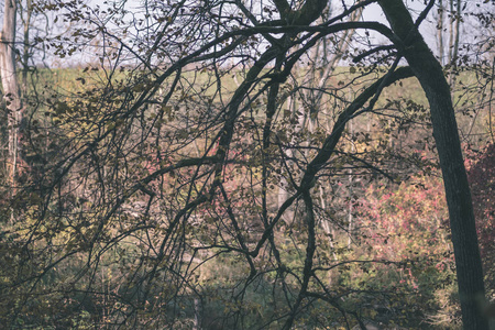 秋天明亮的黄色桦树叶子和树枝。 质感自然背景复古老电影