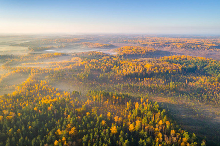 秋高气爽的雾天早晨在白俄罗斯的沼泽