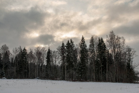 冬季的野生森林，日落前的傍晚有很高的积雪