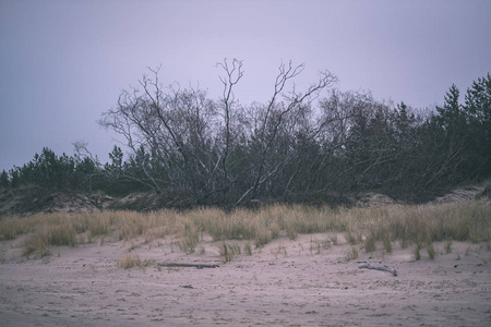 秋天的空海滩，薄雾和凉爽的色调在空沙中，老式的旧电影看上去。