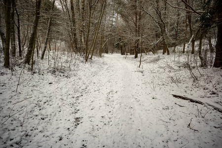 冬天的野生森林，日落前傍晚下雪