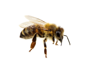 蜜蜂孤立在白色上