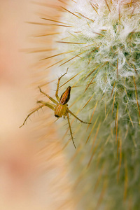仙人掌上一只棕色的小蜘蛛。