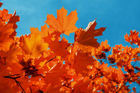 在晴朗的蓝天下，秋天的时候，鲜红的枫叶映衬着天空
