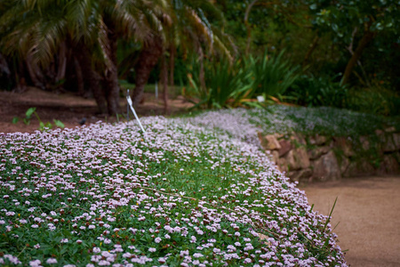 巴兰斯加泰罗尼亚的马里穆特拉植物园。
