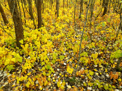 美丽的秋天背景。 黄色的秋天自然纹理。 森林里黄色的落叶