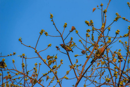 一群粉红色的颈绿色鸽子树春鸟栖息在菩提树枝的无叶和饱满的果实上。 选择性聚焦