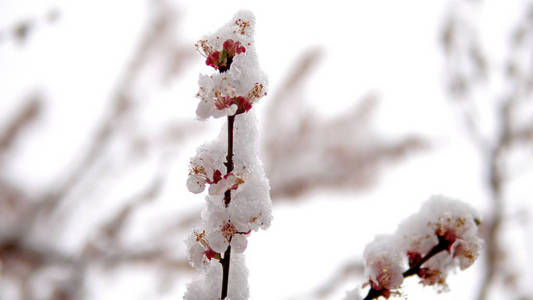 树开花伴春雪