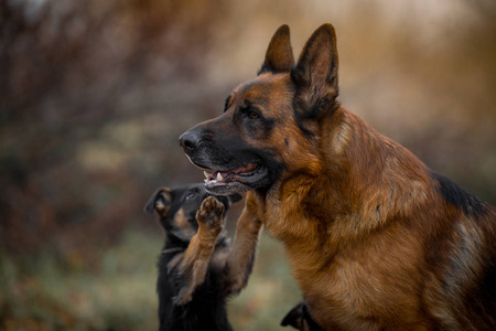 德国牧羊犬与小狗在秋天公园的肖像