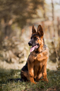 年轻的德国牧羊犬的户外肖像图片