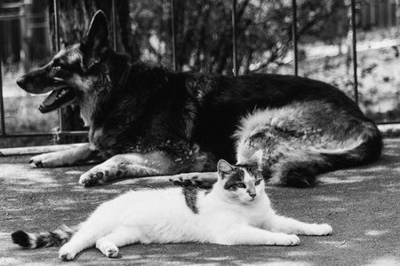 猫和狗。 一只狗和一只猫并排躺着