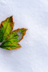 明亮的秋绿色的叶子，有橙色的边缘，躺在干净的白雪上