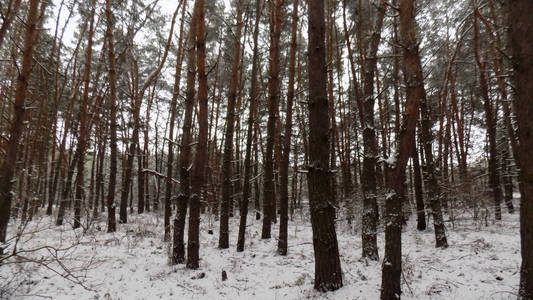 美丽的冬季景观。 松林背景。 树林壁纸