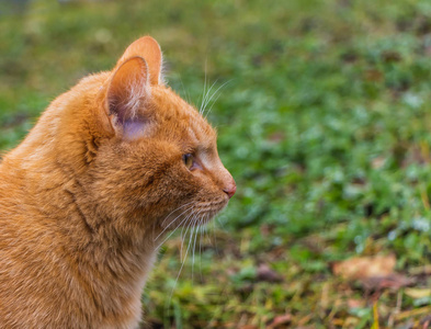 绿色和黄色的草地背景上有一幅美丽的鲜红小猫的肖像，它的眼睛是黄色的，鼻子是粉红色的