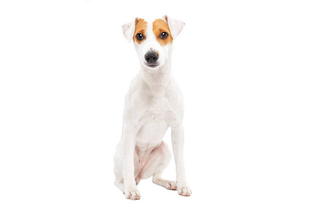 可爱的小狗杰克罗素猎犬孤立于白色背景
