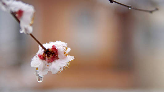 树开花伴春雪