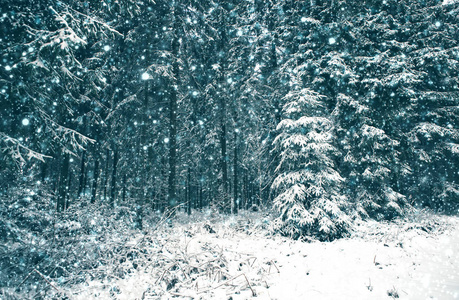 冬天的风景与雪覆盖冷杉树和阳光