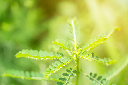 夏季在花园里用阳光特写新鲜绿叶。 自然绿色植物景观作为背景或壁纸的概念。 复制空间以供使用和设计。