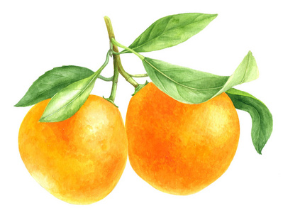 水彩画橙色橘子画