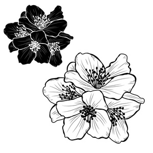 装饰茉莉花设置设计元素。 可用于卡片邀请横幅海报印刷设计。 线条艺术风格的花卉背景