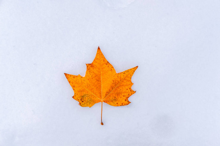 明亮的秋橙叶在洁白的雪地上