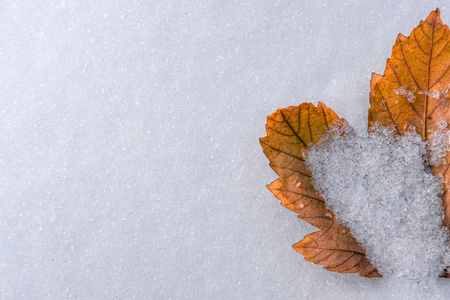 明亮的秋橙叶在洁白的雪地上