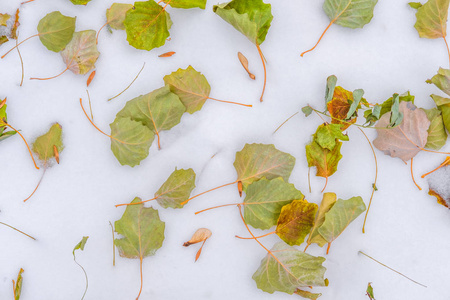 许多明亮的秋绿色和橙色的叶子躺在干净的白雪上