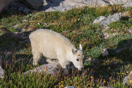 科罗拉多高原夏天的一只可爱的山羊