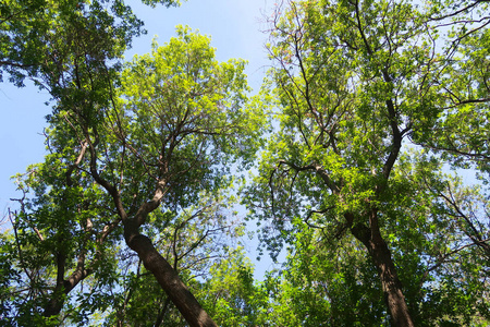 绿树映衬着从下往上的蓝天景色