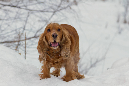 在白雪上打猎的英国公鸡猎犬