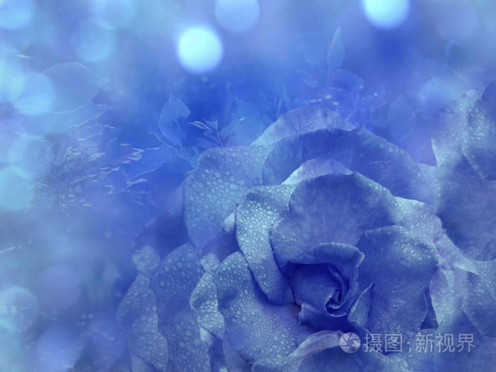 玫瑰花蓝色背景. 花的组成. 一朵蓝色玫瑰花在透明的蓝色背景上.