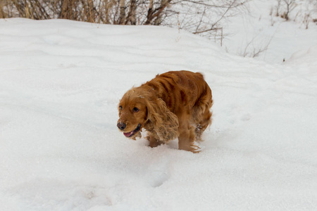 斯皮尔冬天在白雪上玩耍