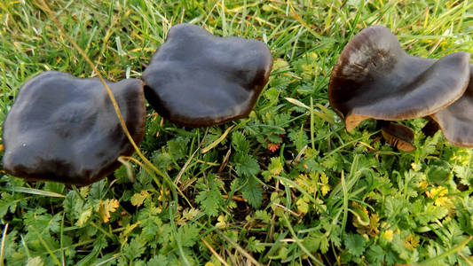 美丽的黑色蘑菇背景。 绿色田野背景上的蘑菇。
