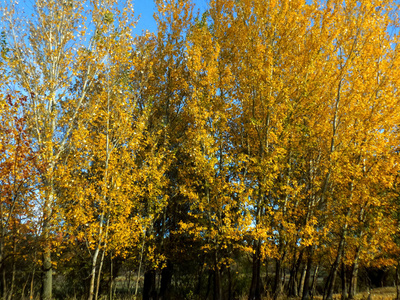美丽的秋天风景。 大树背景上抽象的黄叶