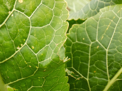 绿色辣根背景。 植物的质地。 大自然壁纸