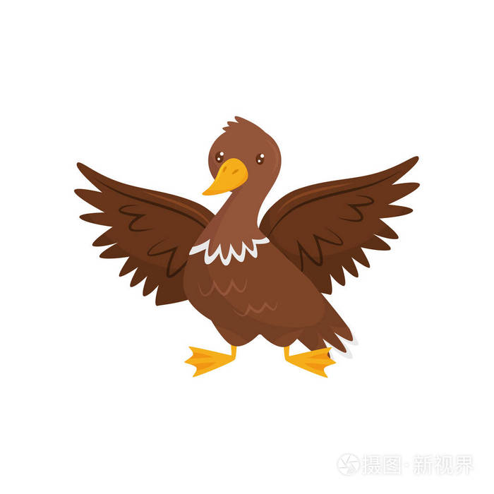 年轻的棕色鸭子, 翅膀张开.农场鸟.家养家禽.家禽养殖