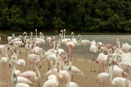 rasalkhor野生动物保护区Ramsar遗址火烈鸟隐藏2迪拜阿拉伯联合酋长国