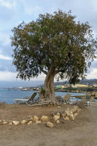 沙滩上一棵大树下的沙滩椅，靠在蓝天和大海的沙滩上