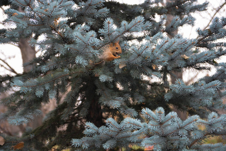 公园云杉上的红松鼠。