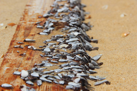 贝壳在木板上的照片蛤蜊粘在沙滩上的木板上