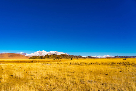 一群蒙古奶牛在一个黄色草原上放牧，背景是蒙古西部的高山
