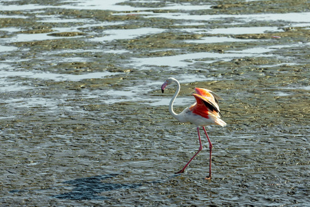 美丽的鸟玫瑰红火烈鸟在泥瓦尔维斯湾保护区寻找食物纳米比亚野生动物