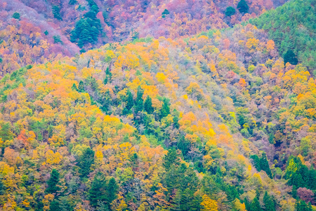 秋天的时候，山上有许多五颜六色的树
