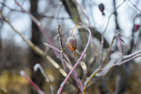 霜在草上霜在叶上霜在植物上霜图片