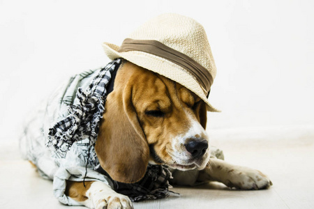 地上戴着草帽和围巾的可爱的狗猎犬