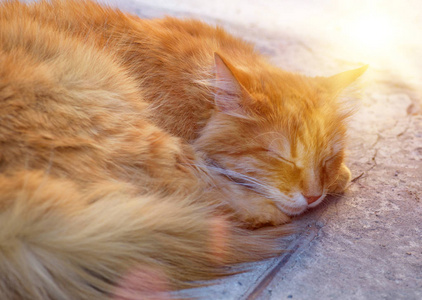 在人行道上睡觉的毛茸茸的红猫