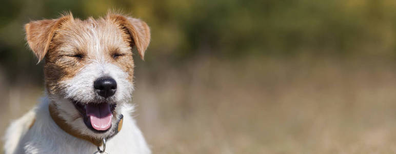 一只快乐微笑的杰克罗塞尔宠物狗小狗的网络横幅，空白，复制空间